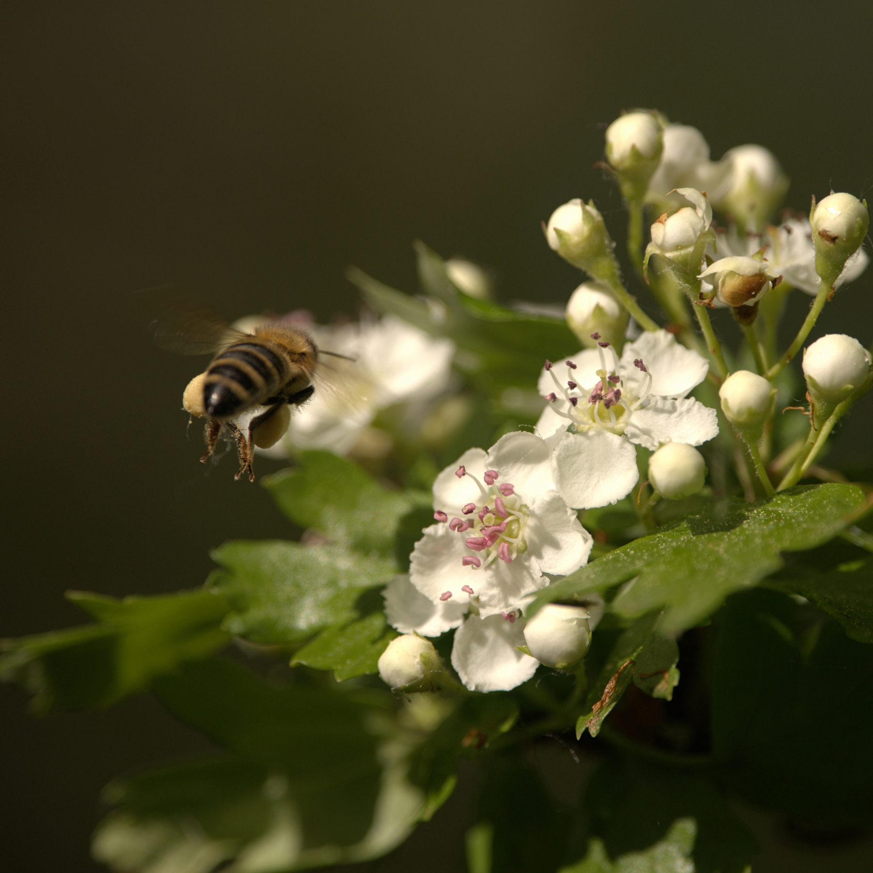 Hawthorn Honey